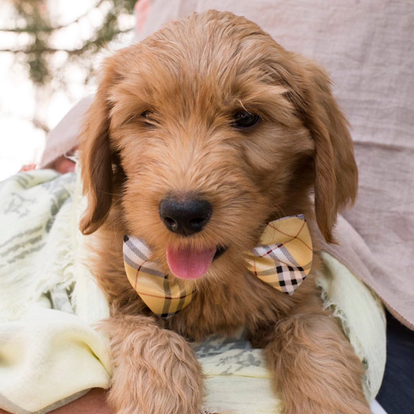 Australian Cobberdog