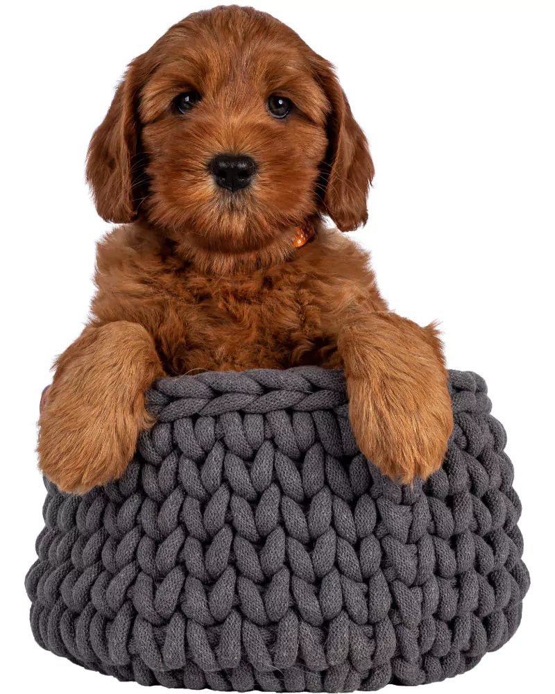 Get to know our Australian Cobberdog puppies