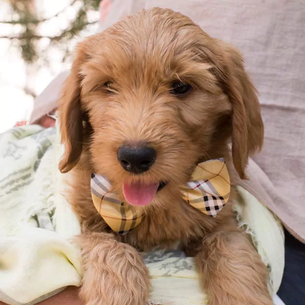 Australian Cobberdog